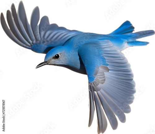 Close-up image of a Mountain Bluebird.  © Pram