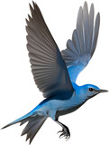 Close-up image of a Mountain Bluebird. 