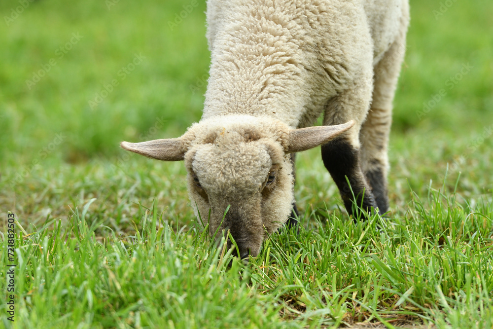 Portrait of domestic sheep grazing on green grass