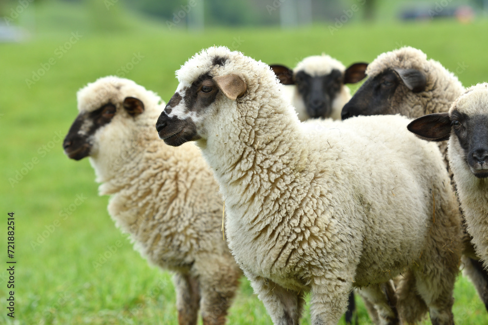 A flock of domestic sheep graze on a green meadow on a farm