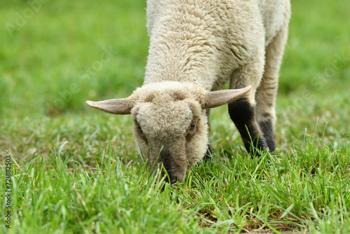 Obraz na płótnie Portrait of domestic sheep grazing on green grass w salonie