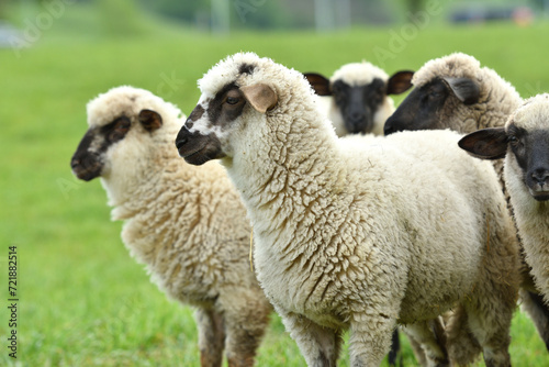 Obraz na płótnie A flock of domestic sheep graze on a green meadow on a farm w salonie