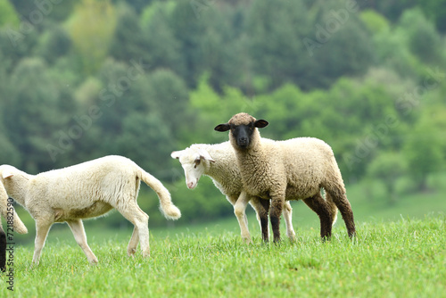 Obraz na płótnie A flock of domestic sheep graze on a green meadow on a farm w salonie