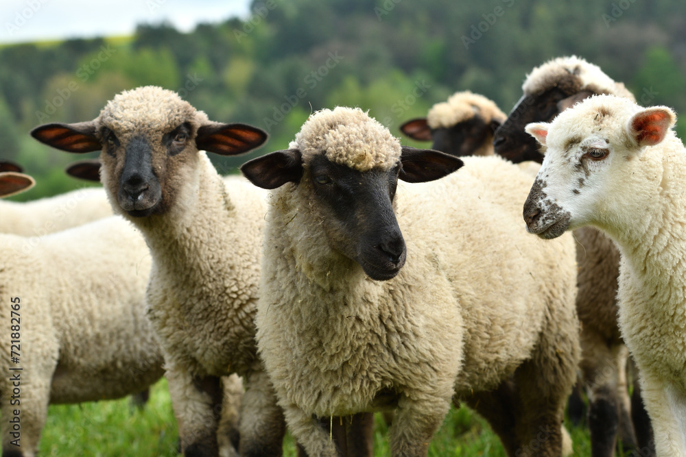 domestic sheep walks on a meadow and eats grass