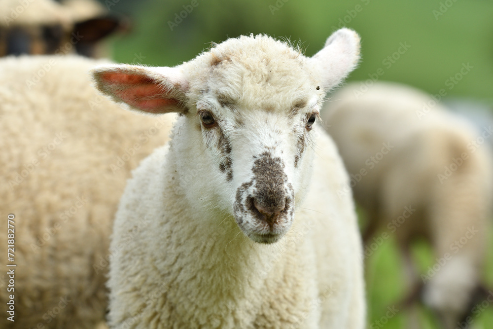 close-up of a sheep's head on the farm on the meadow