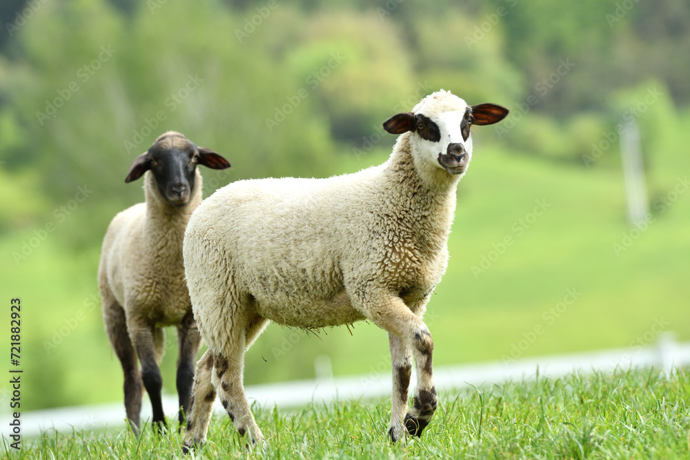 Portrait of domestic sheep grazing on green grass