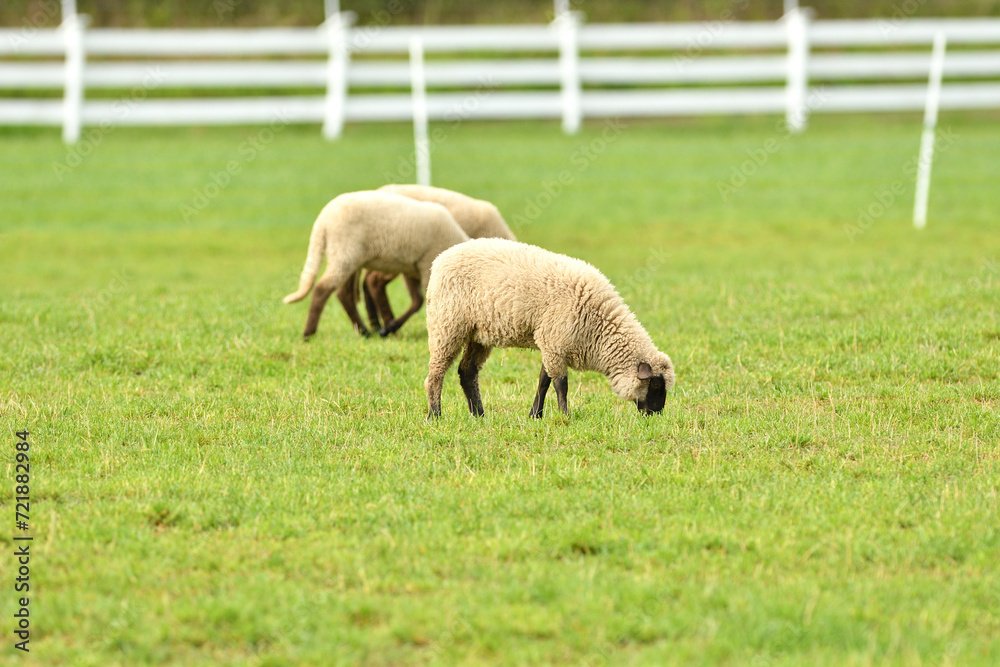 Portrait of domestic sheep grazing on green grass