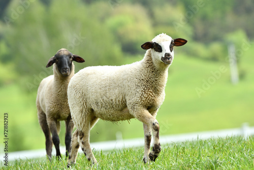 Obraz na płótnie Portrait of domestic sheep grazing on green grass w salonie