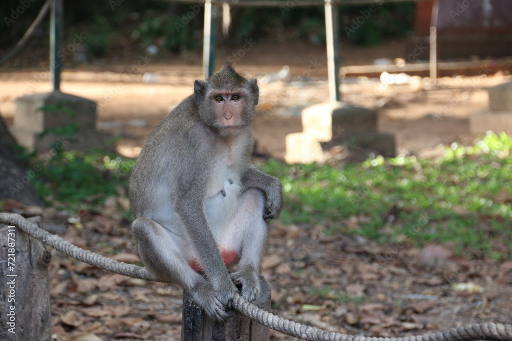 Fototapeta premium Monkey sitting on a fence (Cambodia)