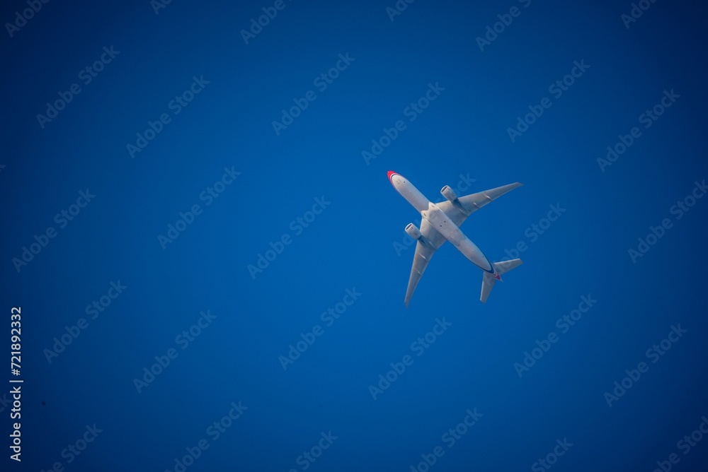 seagull in flight