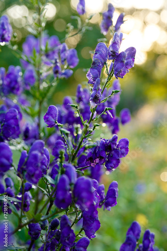 Small purple flowers on green foliage background