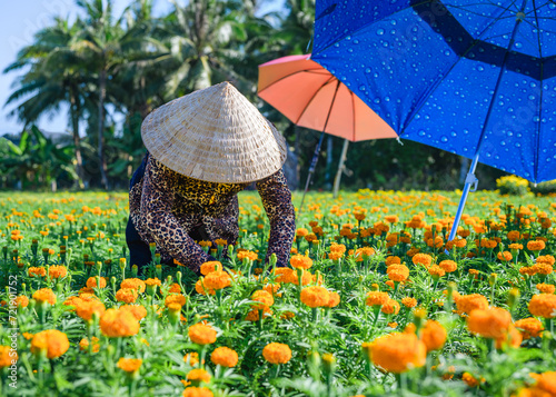 Woman working in flower fields in Ben Tre province, Vietnam. Flowers are grown to sell during Vietnam's traditional Tet holiday. photo