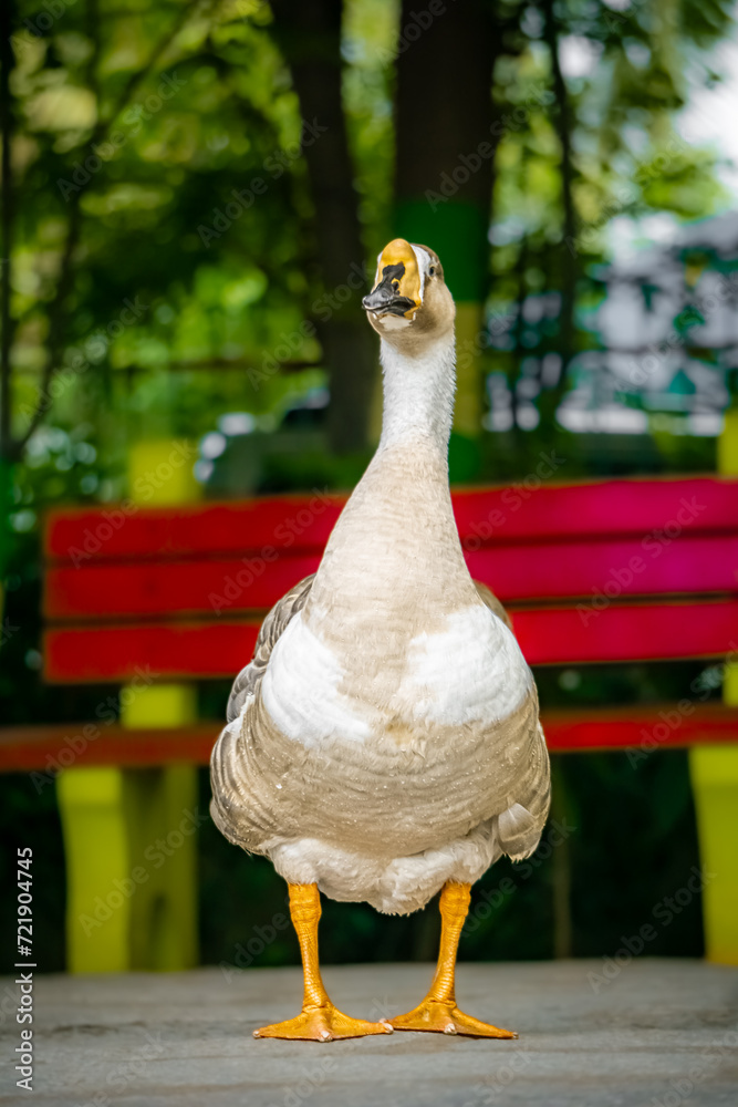 Fototapeta premium Duckling Family at Pallikaranai Public Park , Pallikaranai marsh reserve Malar Arangam, Deivasigamani, 6th Cross Street, Pallikaranai, Chennai, Tamil Nadu.