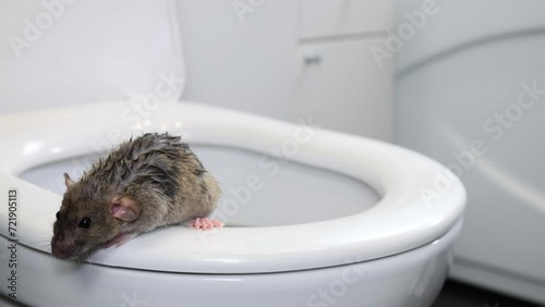 A brown wet rat crawls out of the toilet. Rodents in a white bathroom