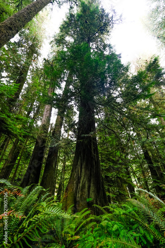 Towering Douglas Fir in Vancouver Island's Cathedral Grove, where ancient sentinels surpass 70 meters, creating a majestic forest cathedral. British-Columbia, Canada