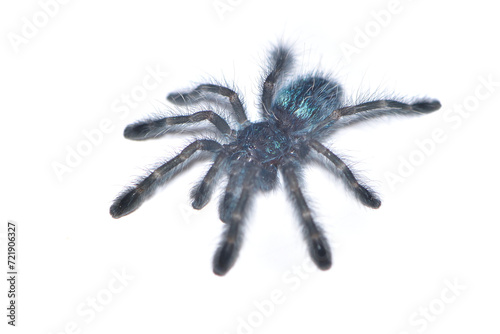 Closeup picture of a steel blue juvenile of the Antilles pinktoe tarantula or Martinique red tree spider, Caribena (Avicularia) versicolor [Araneae: Theraphosidae], photographed on white background.