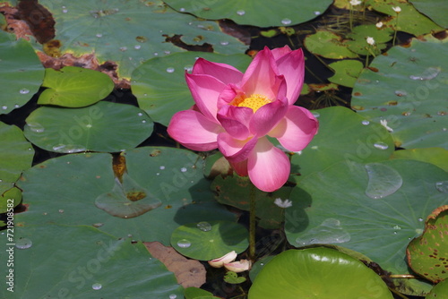 Beautiful Lotus Flower in a Sunny Day  Cambodia 