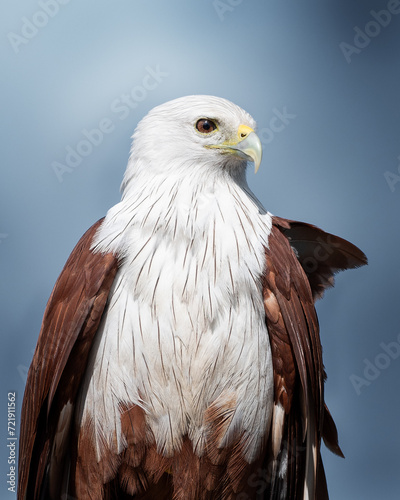 Portrait of a White Headed Hawk