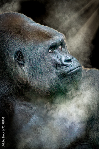 side view portrait of a gorilla with fog and sun rays