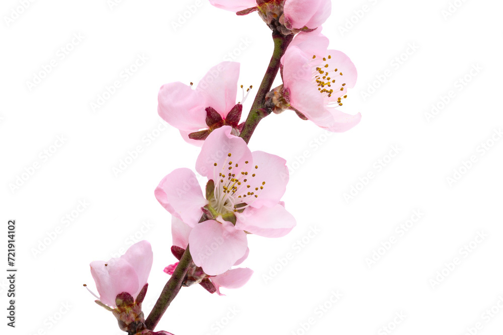 Naklejka premium cherry blossom isolated