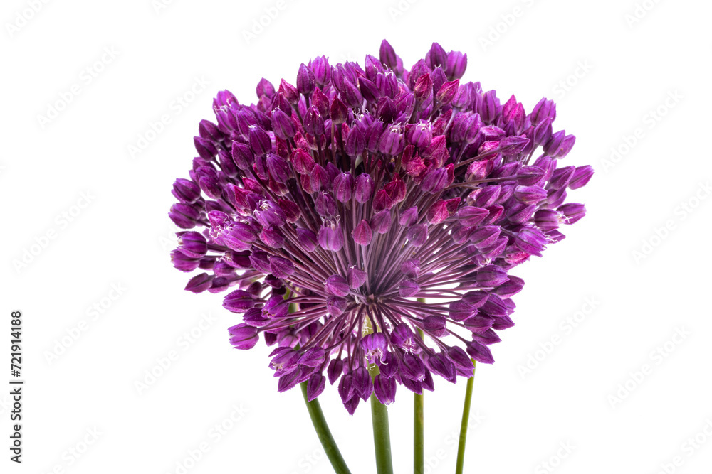 flower lilac onion isolated