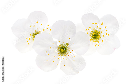 Fototapeta Naklejka Na Ścianę i Meble -  cherry blossom isolated