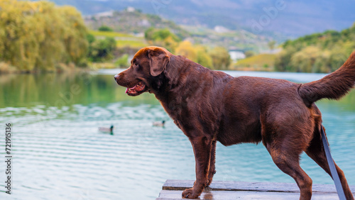 dog chocolate labrador retriever watching lake from pier. Having fun in nature. relax and walk with hound in park. happy host and nursling photo