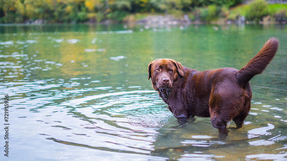 Beautiful chocolate brown labrador dog swimming through clear blue water. Beautiful brown eyes.