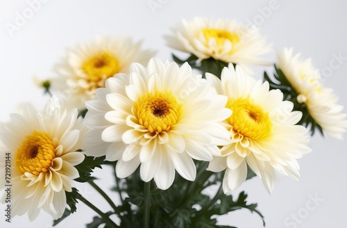 Beautiful white chrysanthemums flowers isolated on white background