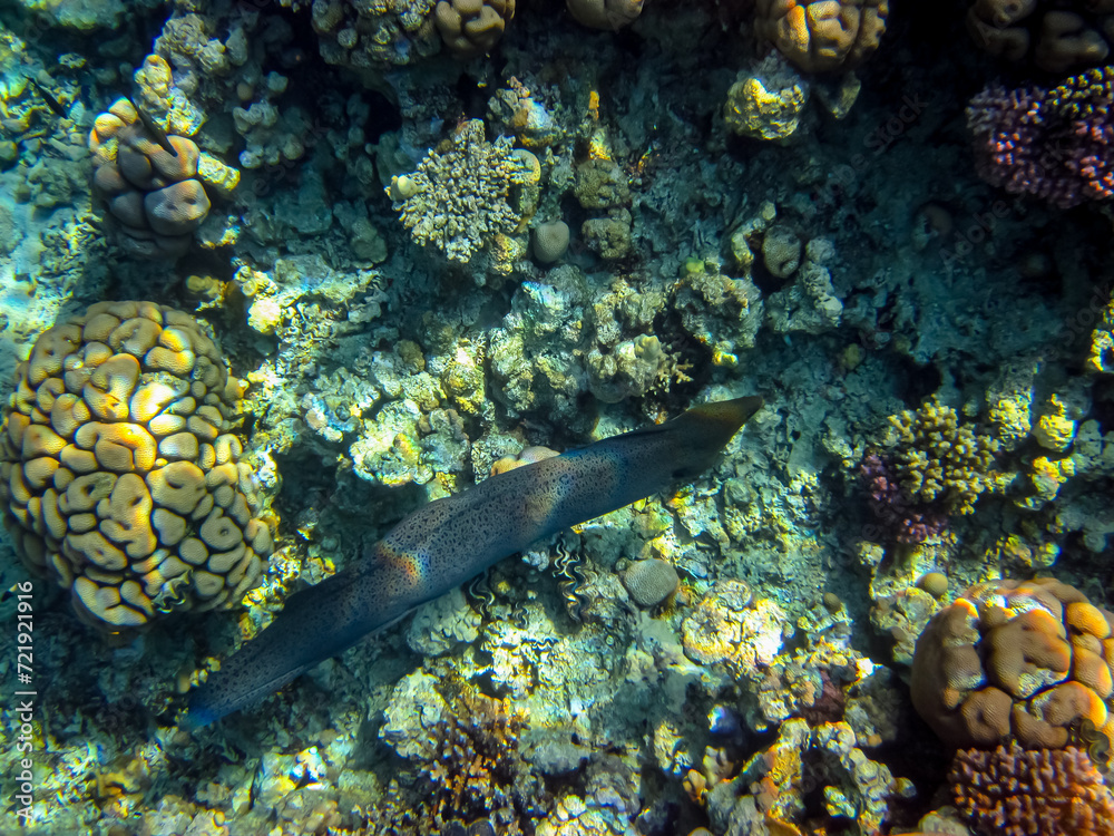 Obraz premium Interesting inhabitants of the coral reef in the Red Sea