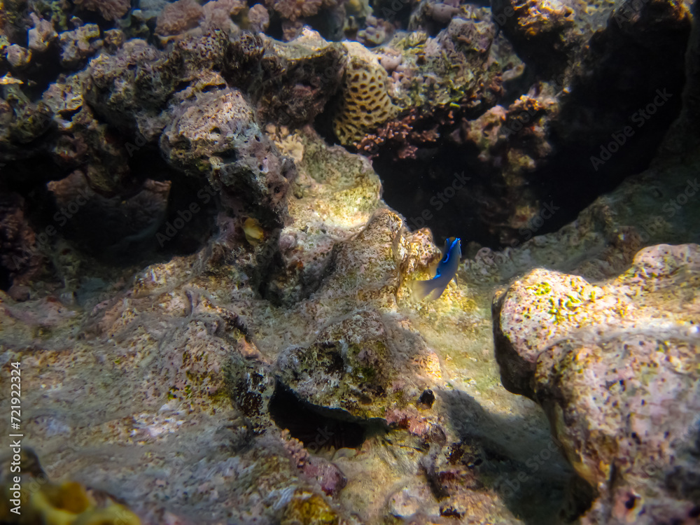 Interesting inhabitants of the coral reef in the Red Sea Interesting inhabitants of the coral reef in the Red Sea