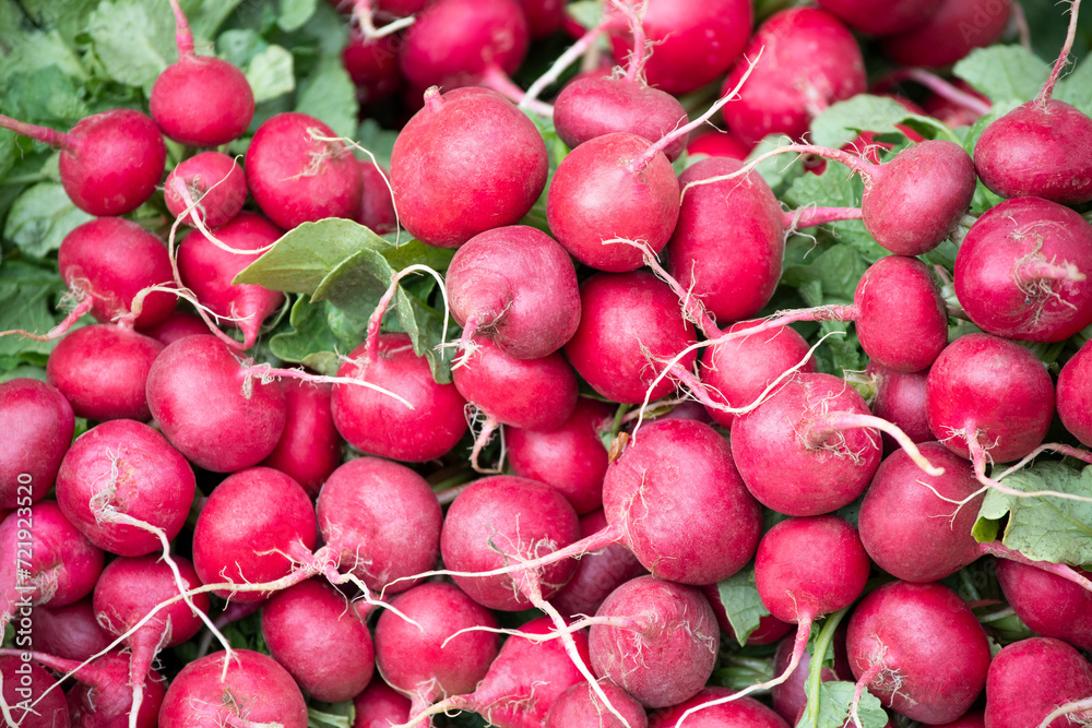 Closed up fresh radish plant pile after harvesting from the farm, for healthy food ingredient or agricultural product concept Closed up fresh radish plant pile after harvesting from the farm, for healthy food ingredient or agricultural product concept
