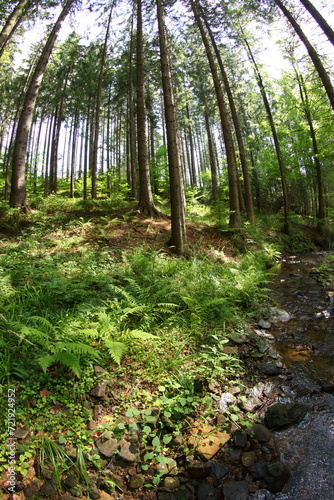 Czech republic mountain summer forest © Ruchacz