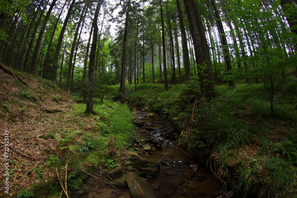 Czech republic mountain summer forest Czech republic mountain summer forest