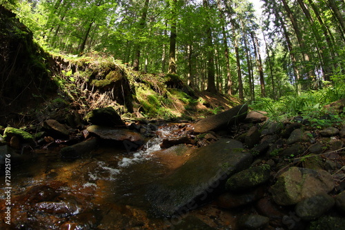 Czech republic mountain summer forest