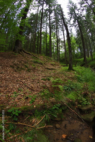 Czech republic mountain summer forest