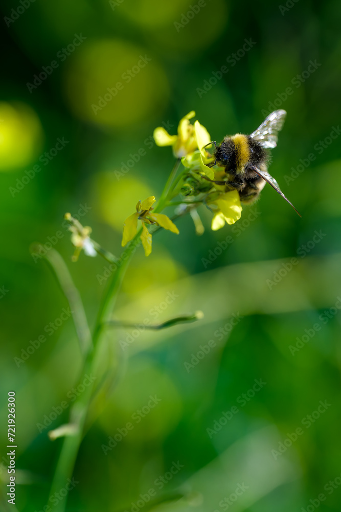 Una abeja polinizando una flor Una abeja polinizando una flor