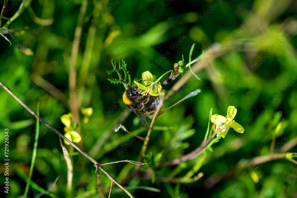 Una abeja polinizando una flor Una abeja polinizando una flor