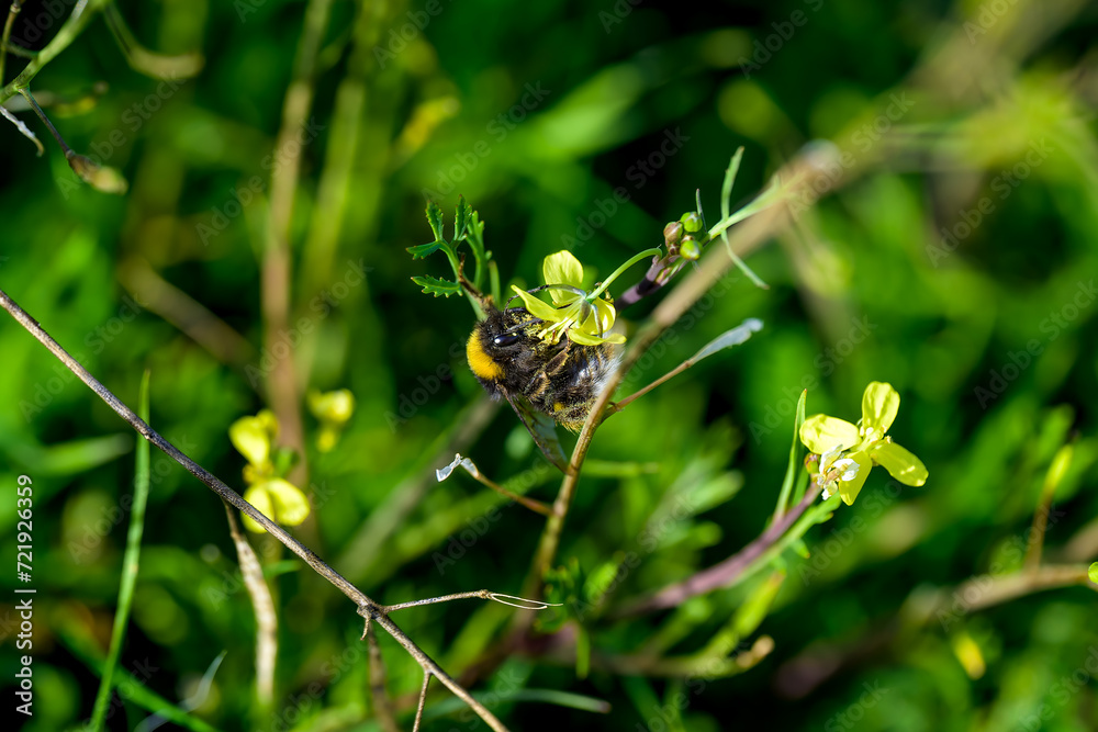 Una abeja polinizando una flor Una abeja polinizando una flor