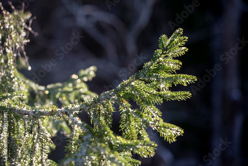 close up of a pine tree, nacka,sverige,sweden, Mats