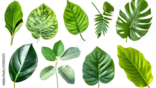 Natural of Beautiful Tropical green leaves of leaf isolated on transparent background. © SRITE KHATUN