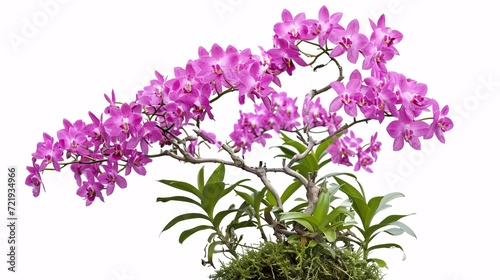 Exotic orchid plant isolated on white with clipping path.