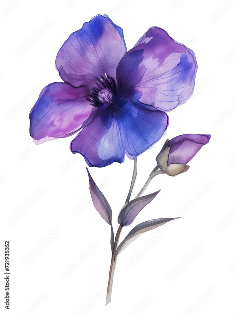 Violet wildflower watercolor. Watercolour flower isolated on white background