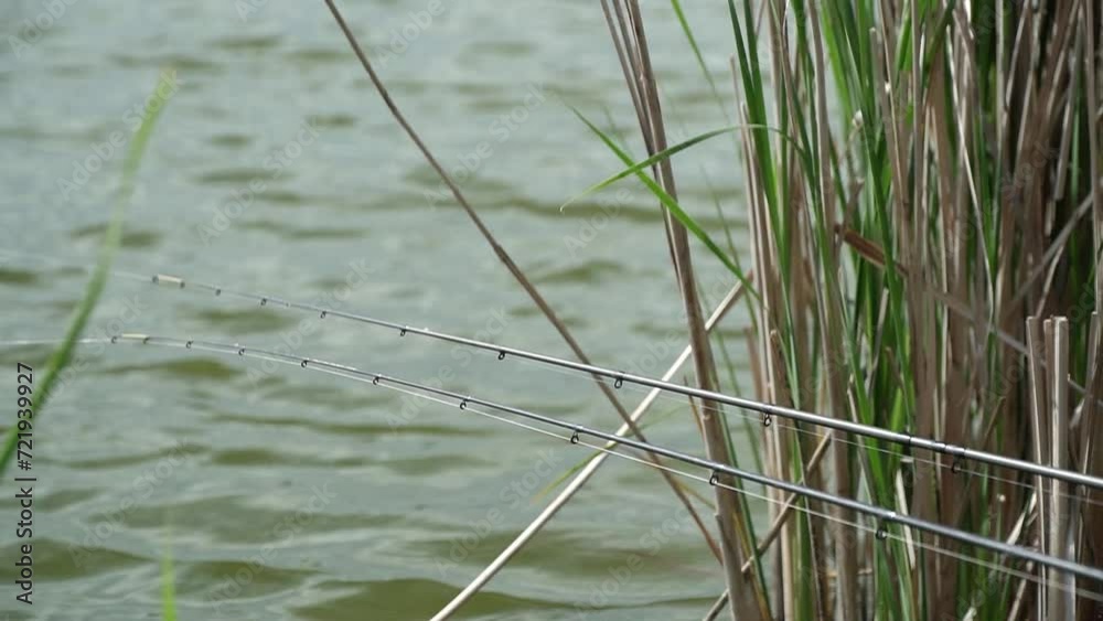 Two fishing rods submerged in fast flowing river Timis surrounded with reeds Two fishing rods submerged in fast flowing river Timis surrounded with reeds