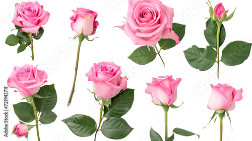 Set of pink roses leaf floral single plant on transparent background. Valentine's day. Mock up template product presentation. artwork design