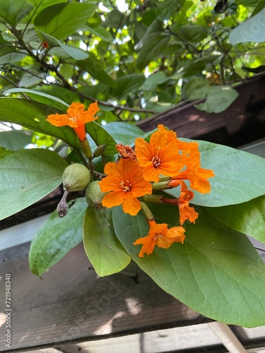 Cordia sebestena or siricote or kopté or scarlet cordia or Geiger tree. Cordia sebestena is widely planted throughout the tropics as an ornamental plant in gardens for its showy flowers.  photo