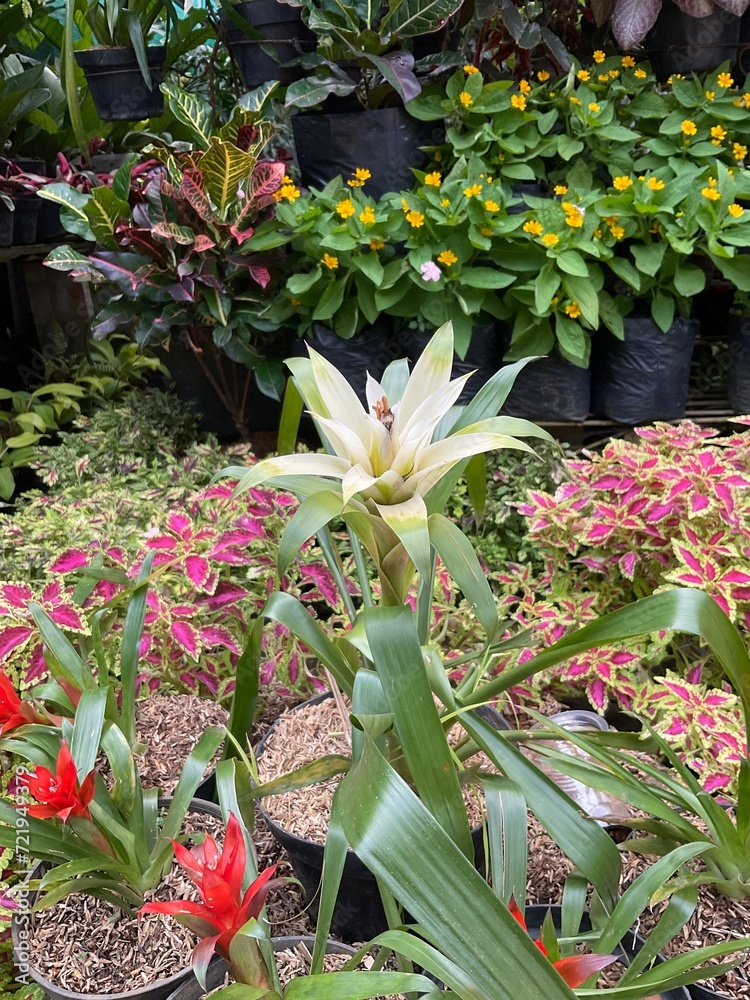 Blooming white bromelia flower or canistropsis billbergioides with green leaves background.