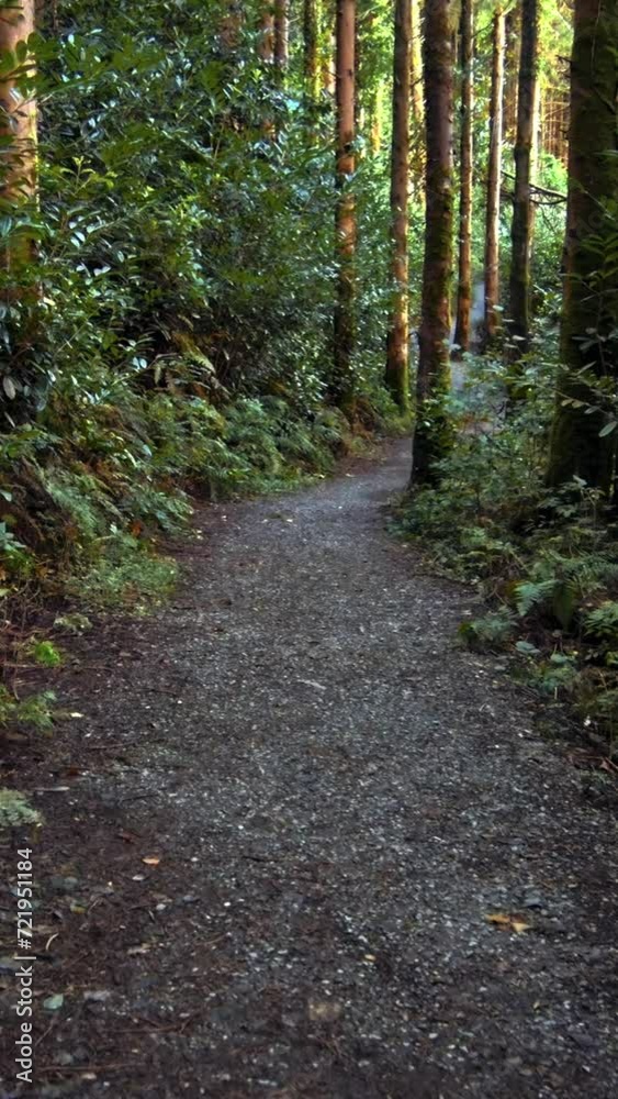 Gravel trail surrounded by lush foliage and tall trees. Vertical video. Gravel trail surrounded by lush foliage and tall trees. Vertical video.