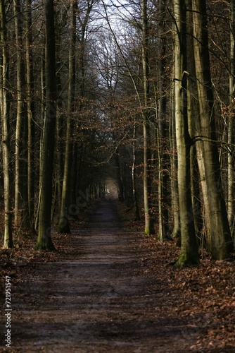 Forest landscape - forest path