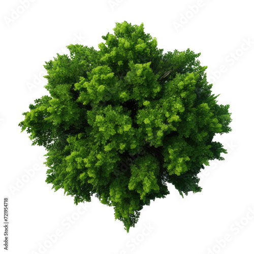 Top view Green Trees Isolated on transparent background
